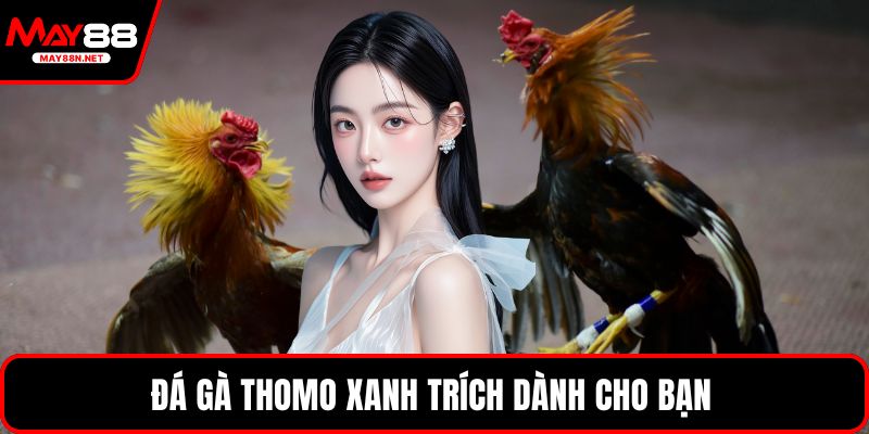 Đá gà thomo xanh trích dành cho bạn