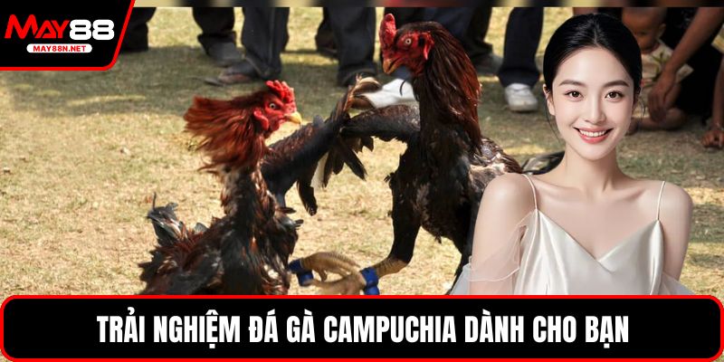 Trải nghiệm đá gà campuchia dành cho bạn
